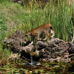 Luchs