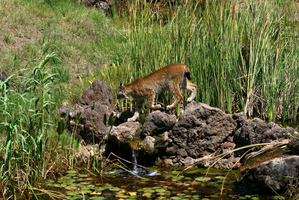 Luchs