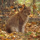 Luchs