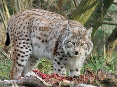 Luchs ...