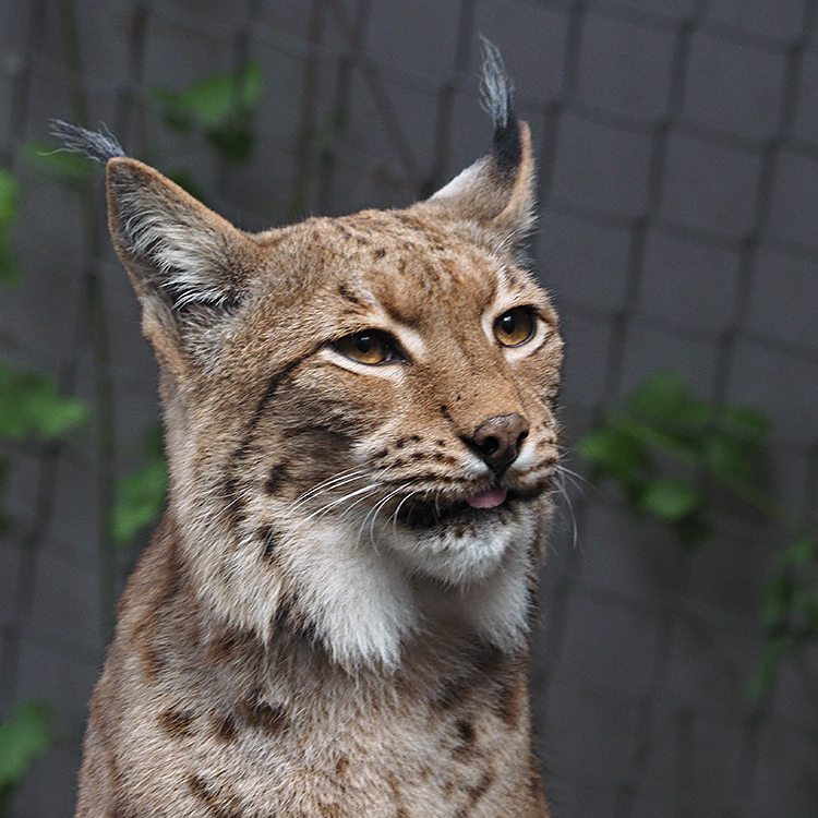 Luchs