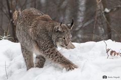 Luchs