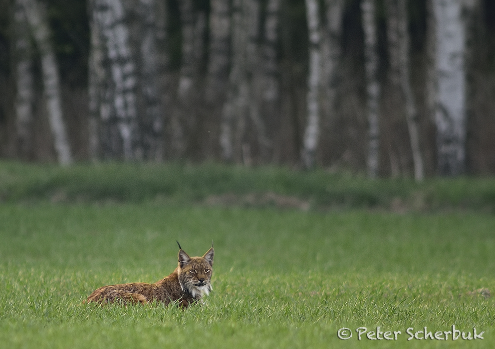 Luchs