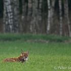 Luchs