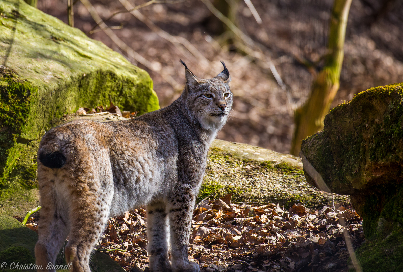 Luchs