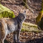 Luchs