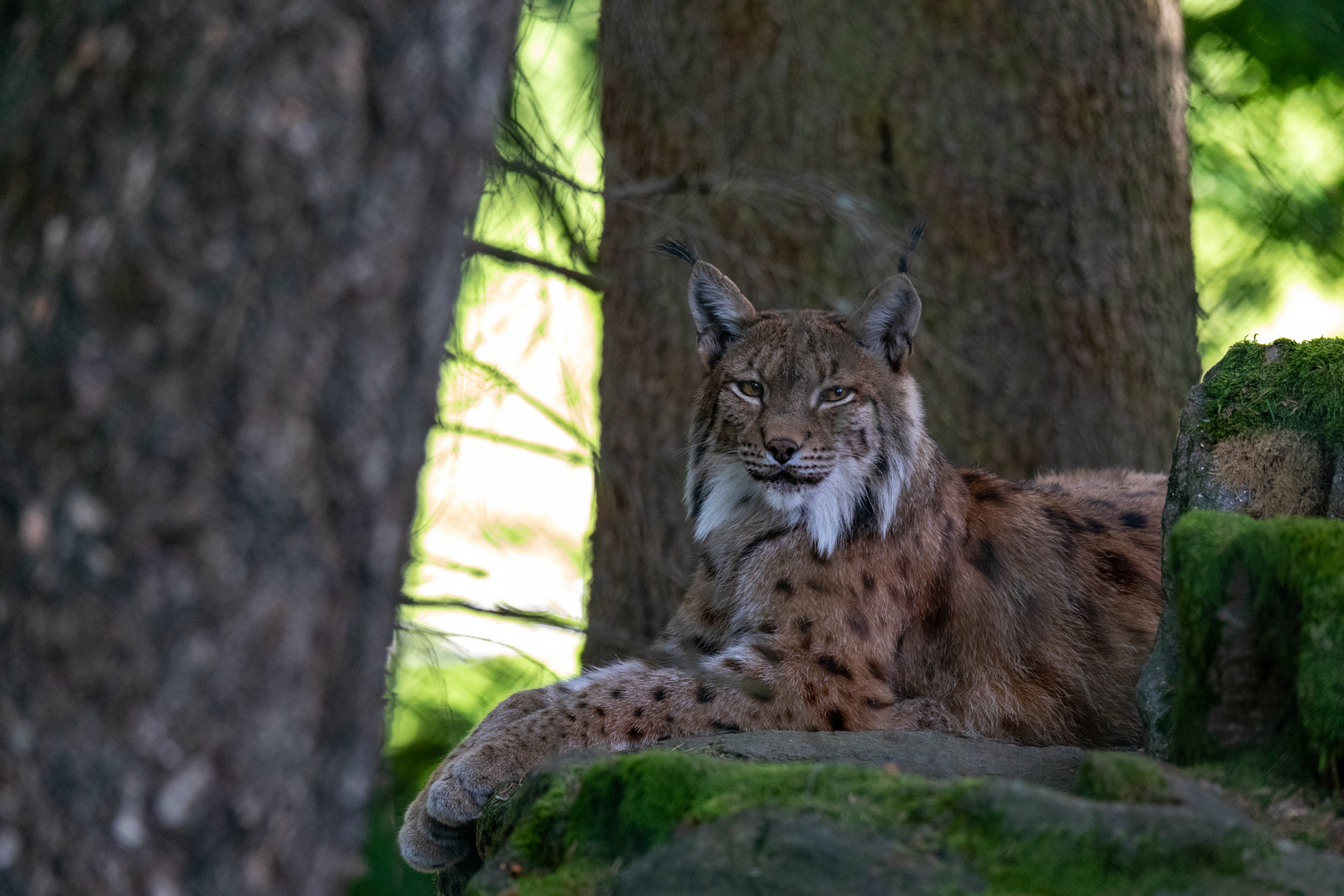 Luchs