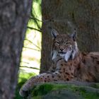 Luchs