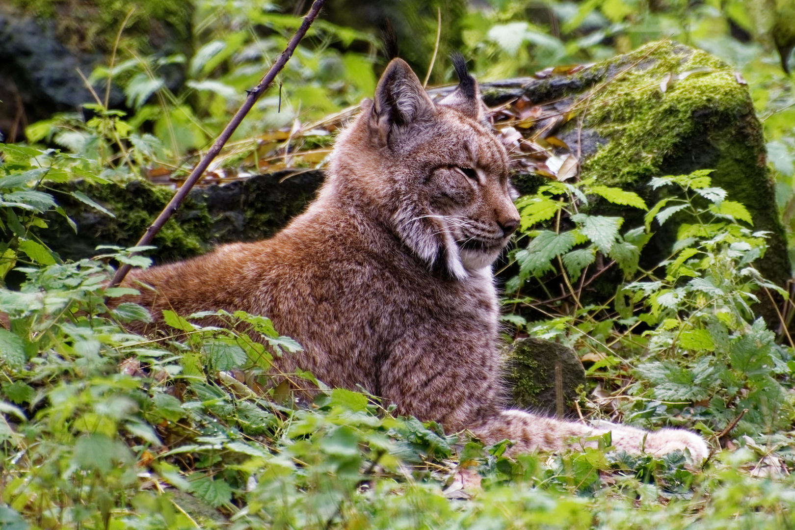 Luchs