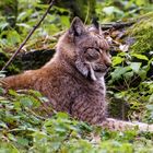 Luchs