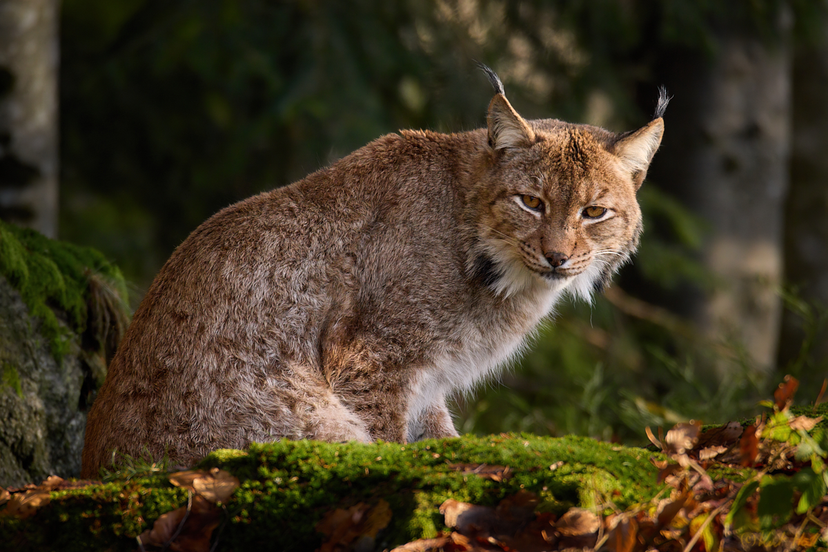 Luchs...