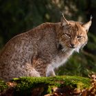 Luchs...