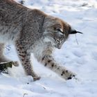 Luchs 