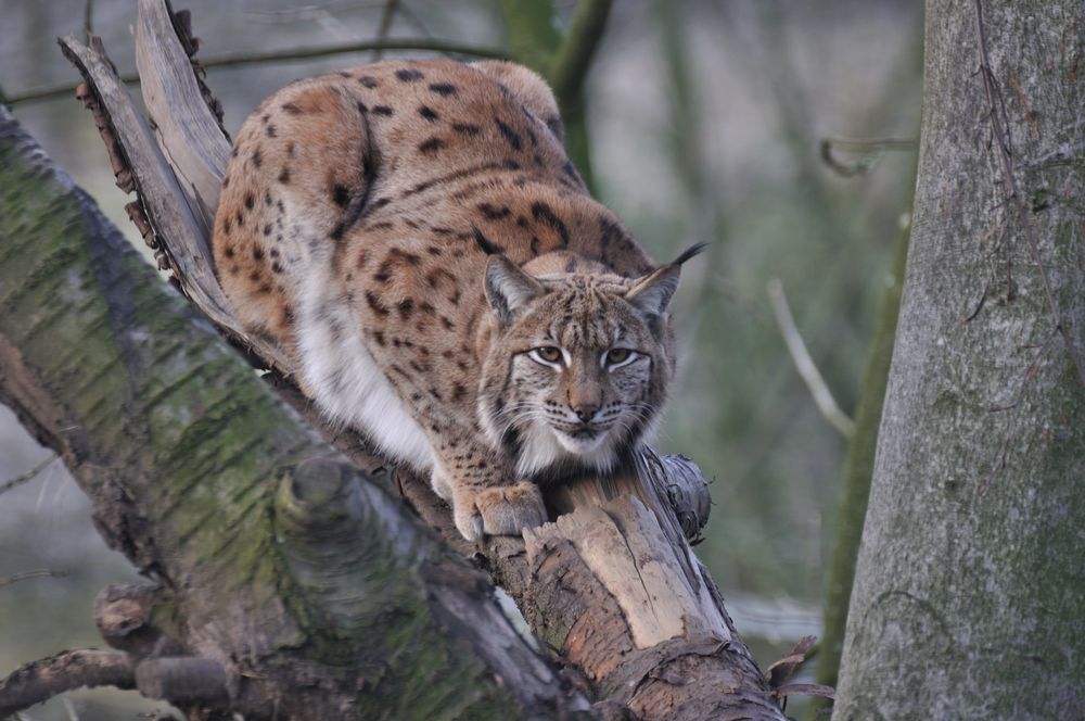 Luchs von Joe Schlüter 