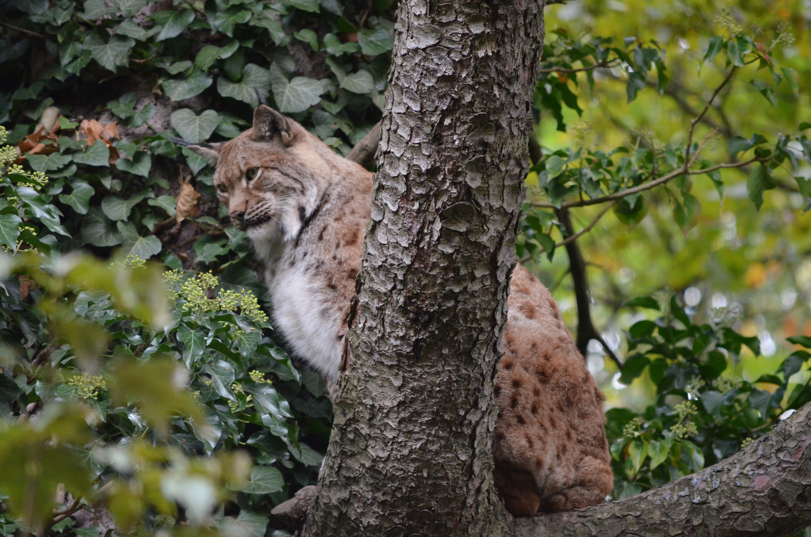 Luchs