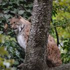 Luchs