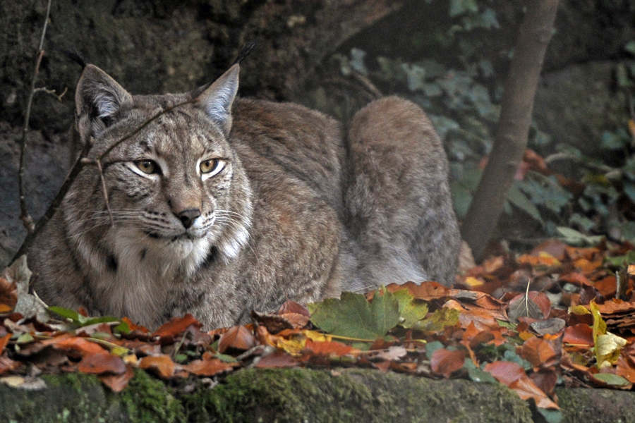 Luchs