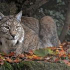 Luchs