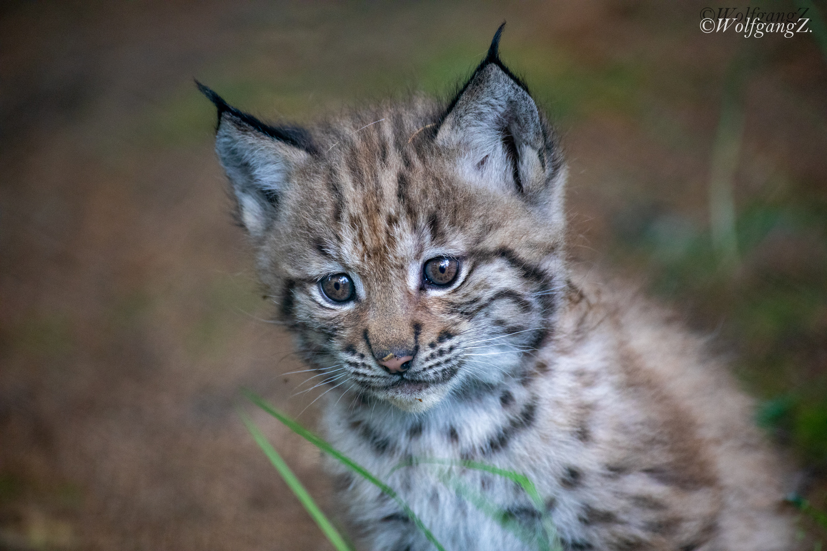 Luchs