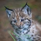 Luchs