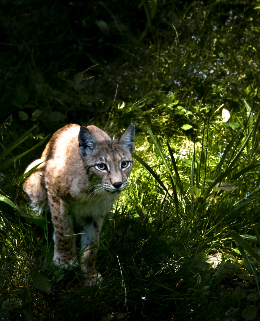 Luchs