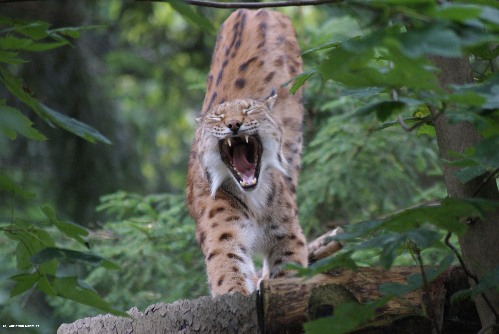 Luchs