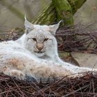 Luchs