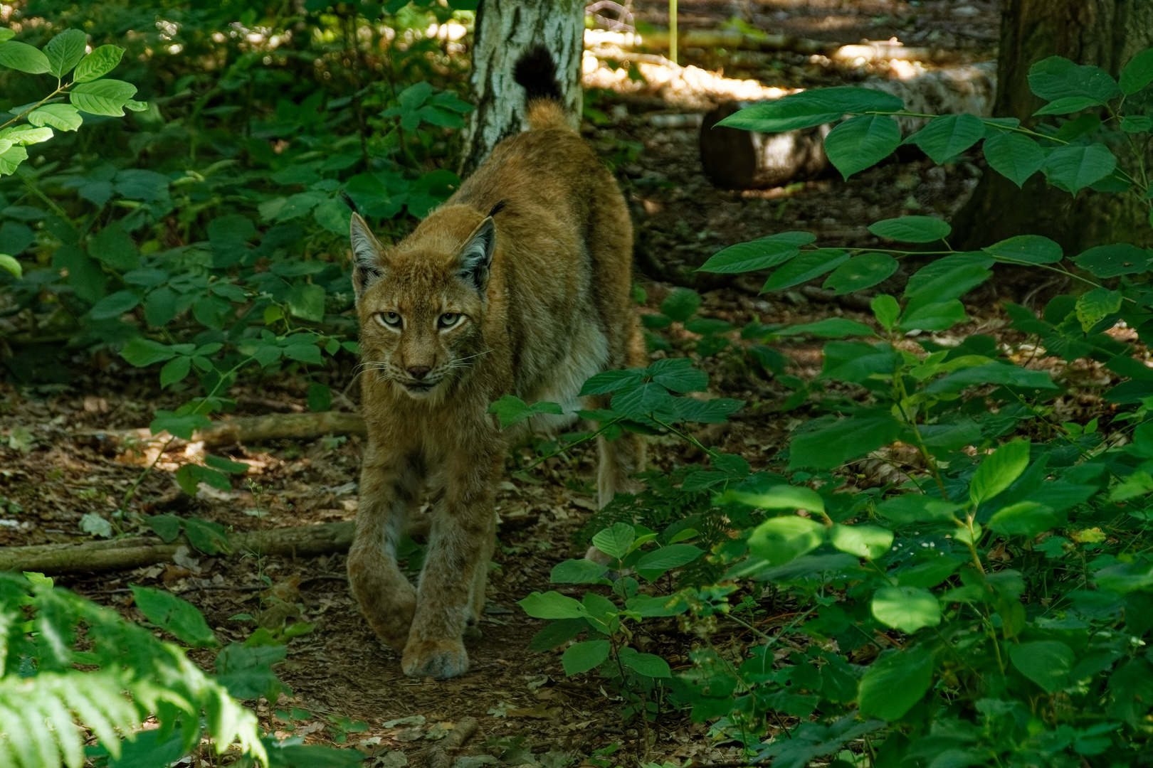 Luchs