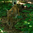 Luchs