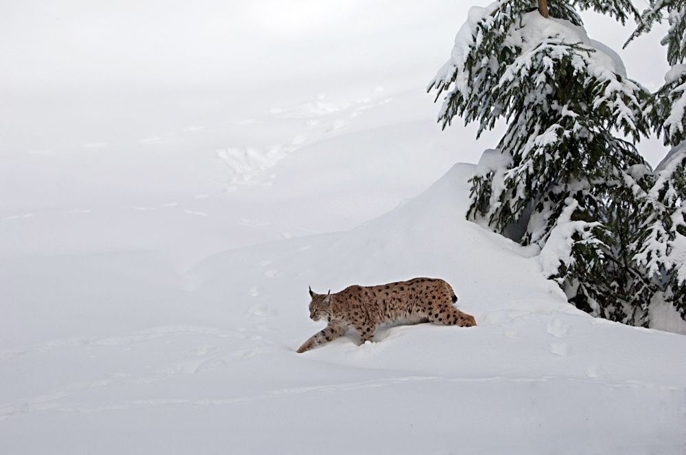 Luchs