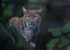 Luchs