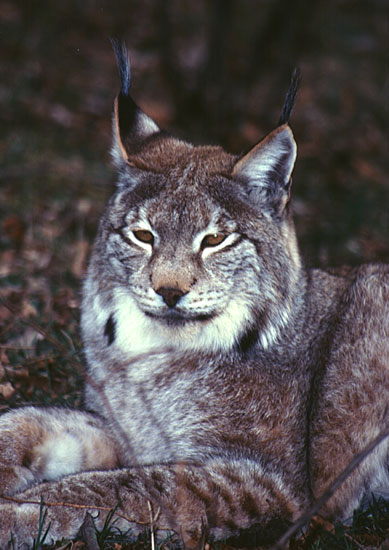 Luchs