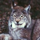 Luchs