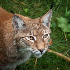 Luchs