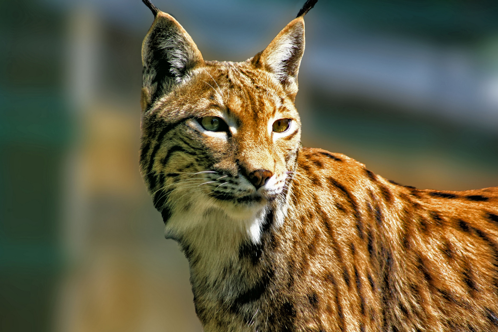 luchs