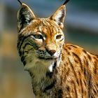 luchs