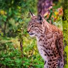 Luchs