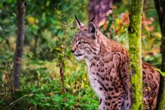 Luchs