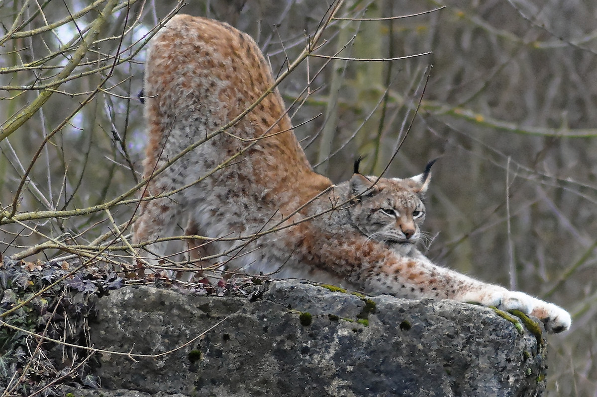 Luchs