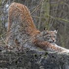 Luchs