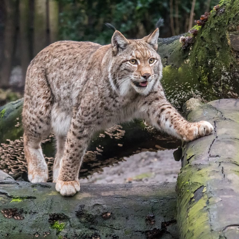 Luchs 