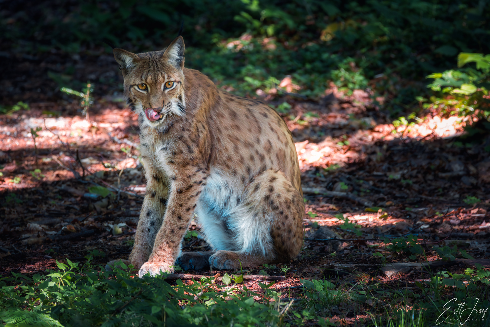 Luchs