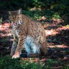 Luchs