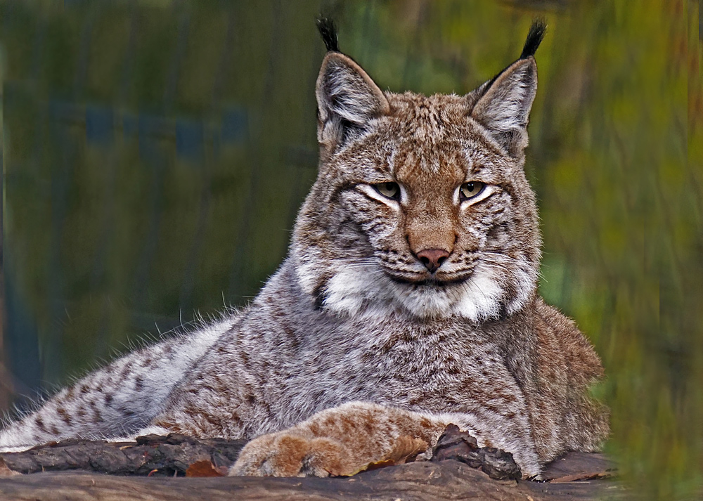 LUCHS