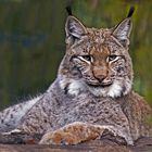 LUCHS