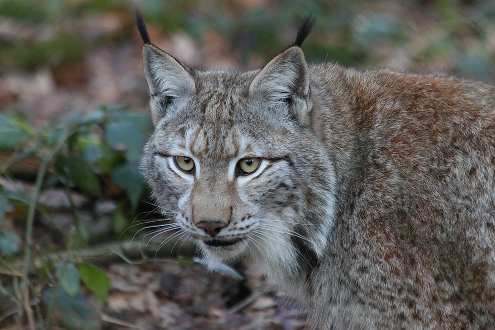 Luchs (6)