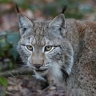 Luchs (6)