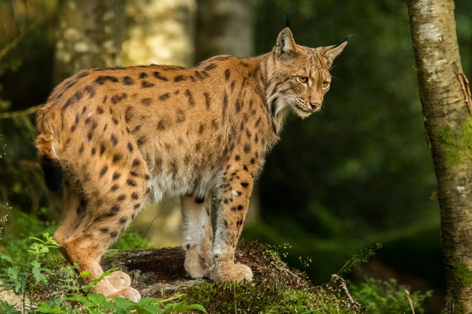 Luchs 6