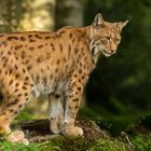 Luchs 6