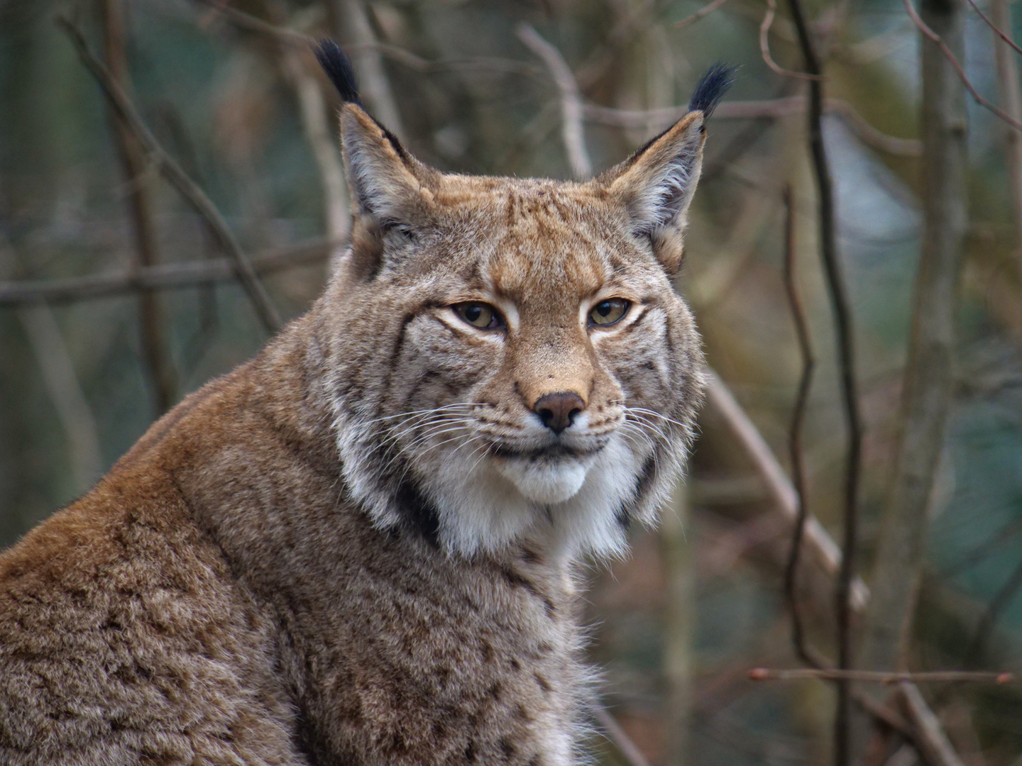 Luchs 6